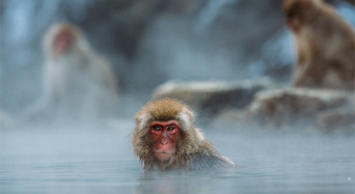 Jigokudani Monkey Park