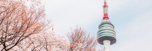Experience Spring in South Korea